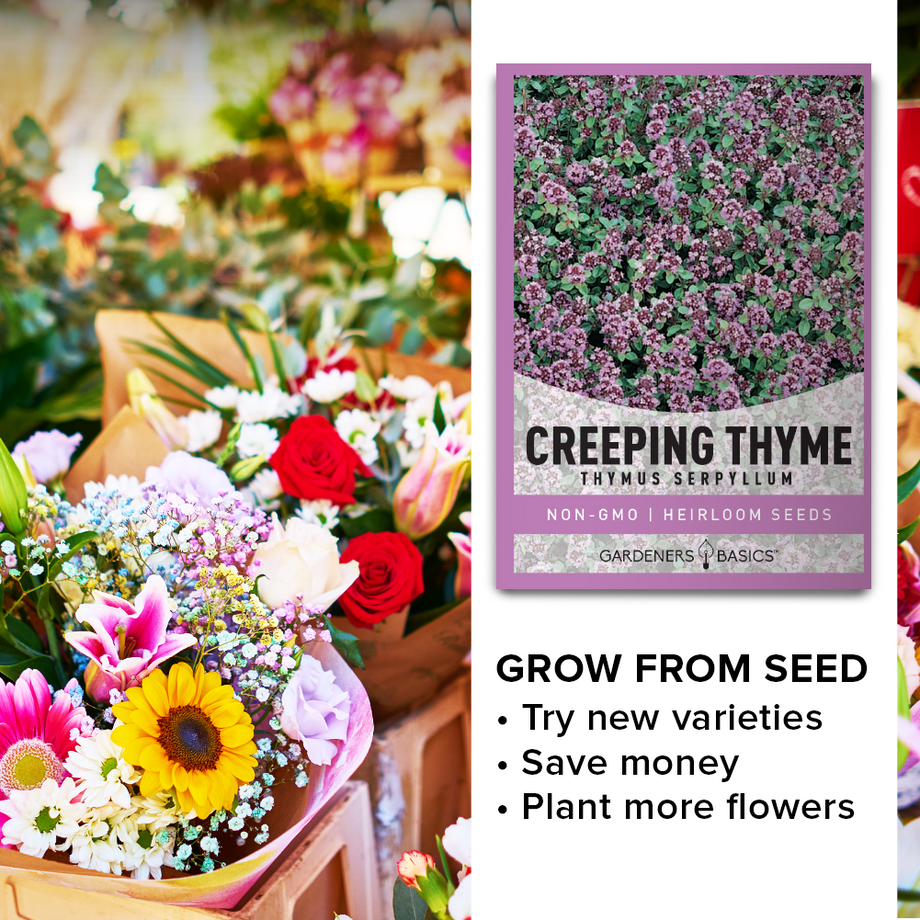 creeping thyme seeds planting instructions Creeping Thyme Seeds