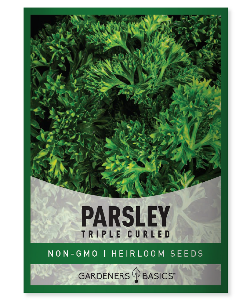 Triple Curled Parsley Seeds Parsley Seeds for Planting Homegrown Parsley Non-GMO Parsley Seeds Grow Your Own Herbs Premium Parsley Seeds Culinary Herbs Garden Seeds Triple Curled Parsley Plant Herb Garden Essentials Organic Parsley Seeds High Germination Rate Container Gardening Edible Landscaping Fresh Parsley Harvest