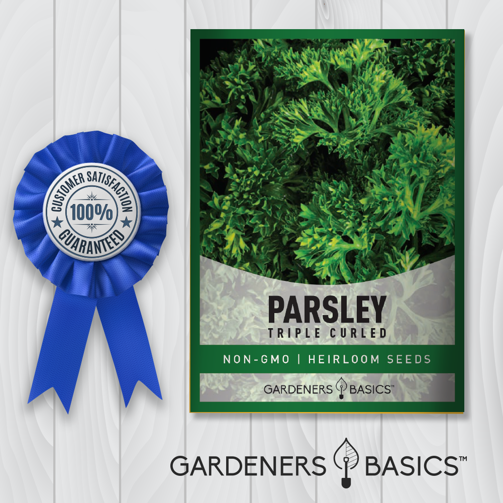 Triple Curled Parsley Seeds: Elevate Your Cooking and Garden Aesthetics