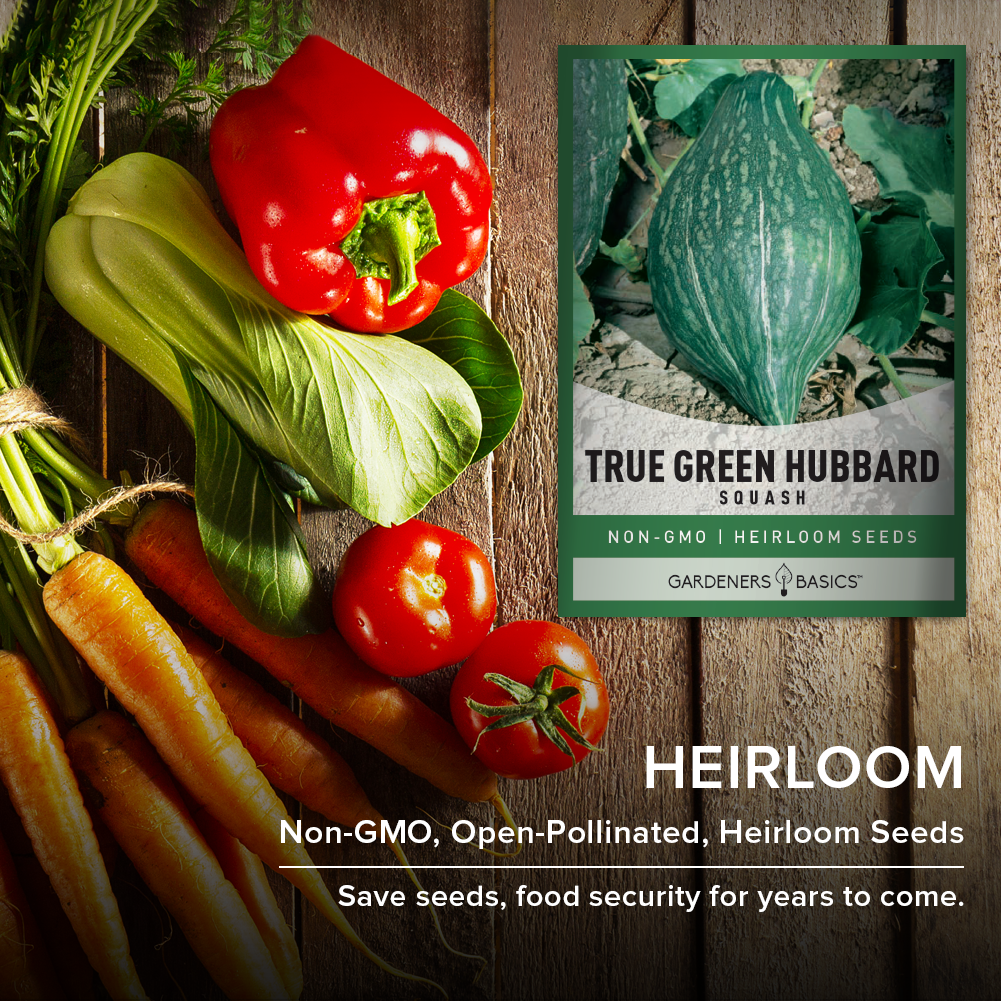 True Green Hubbard Squash: The Ideal Heirloom Vegetable for Your Garden