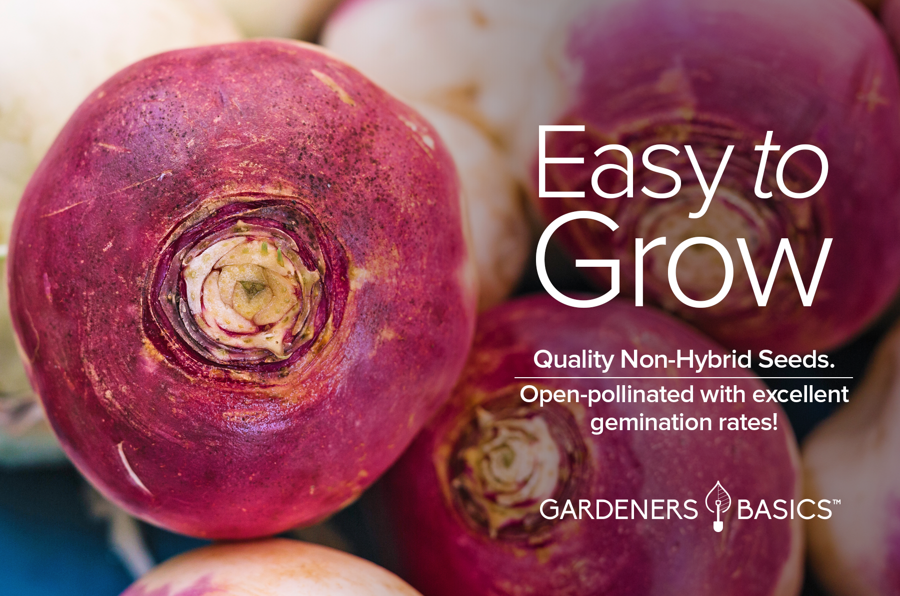 turnip seed planting rate Turnip Seeds for Planting Experience the Best Purple Top White Globe