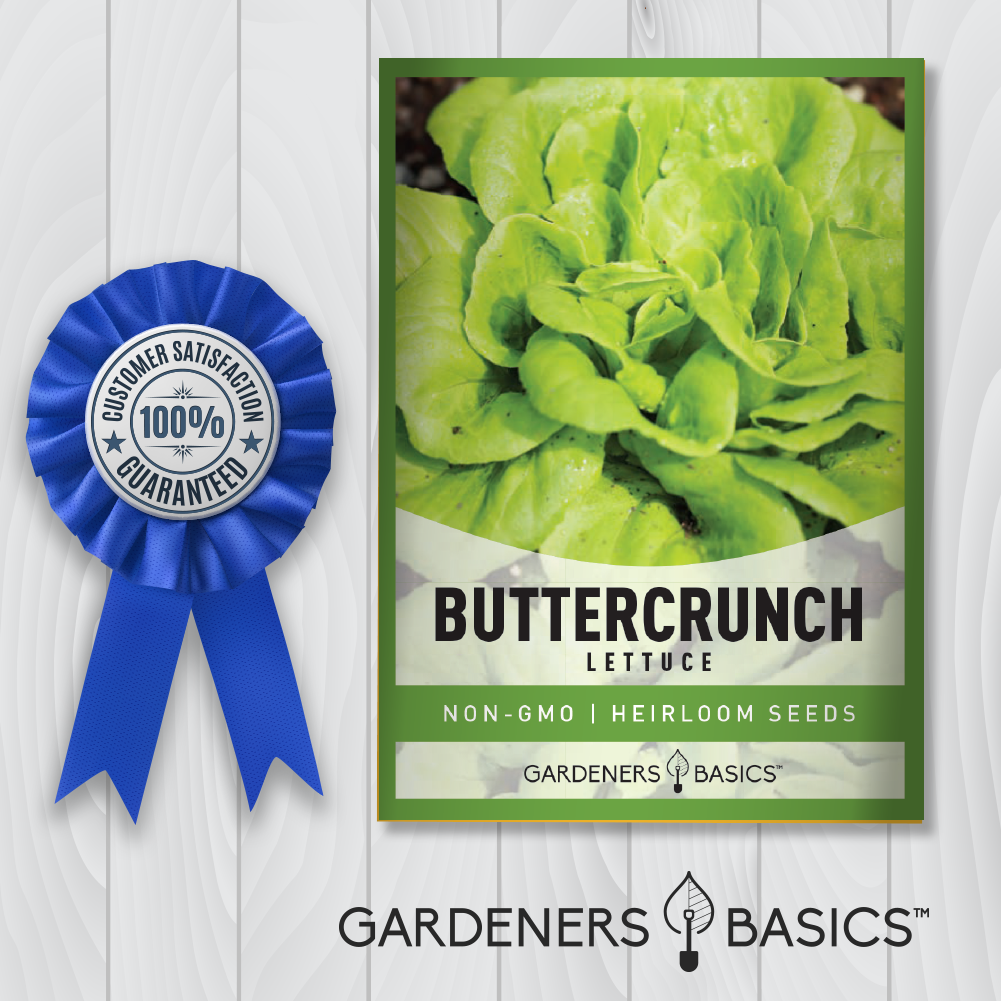 Buttercrunch Lettuce Seeds Planting Non-GMO Seeds Home Garden Vegetables