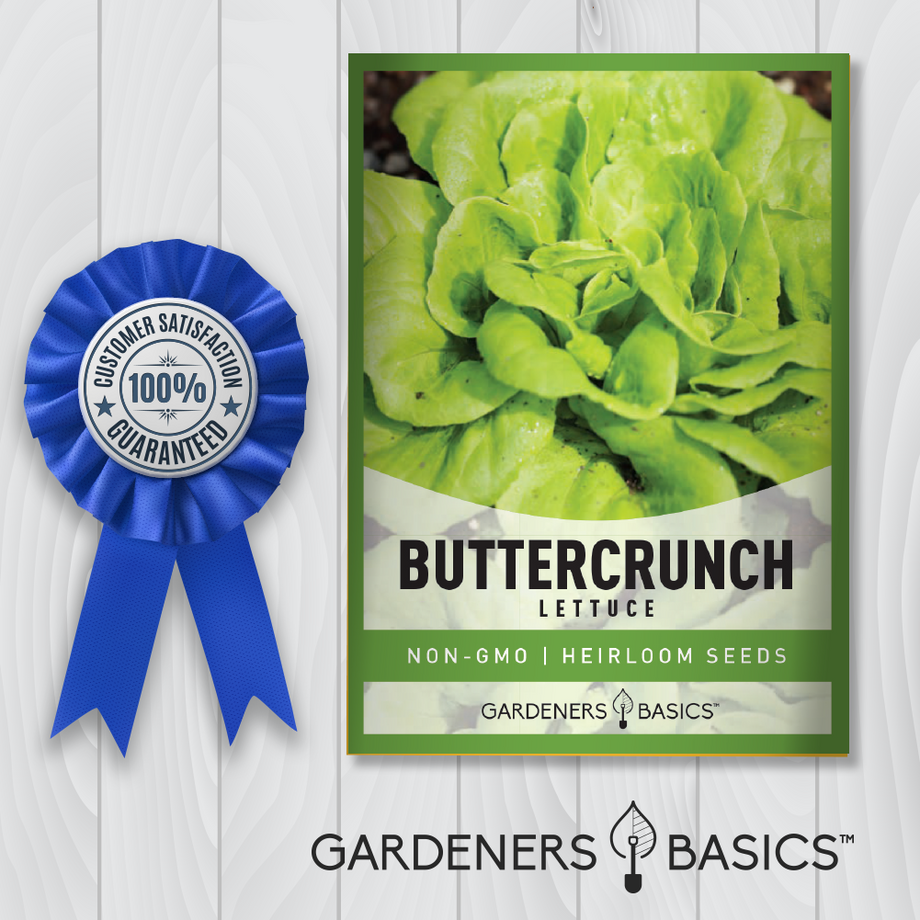 planting buttercrunch lettuce seeds Buttercrunch Lettuce Seeds for Sale