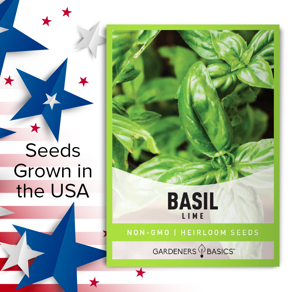 Add a Fresh Burst of Flavor with Heirloom Lime Basil Seeds in Your Recipes