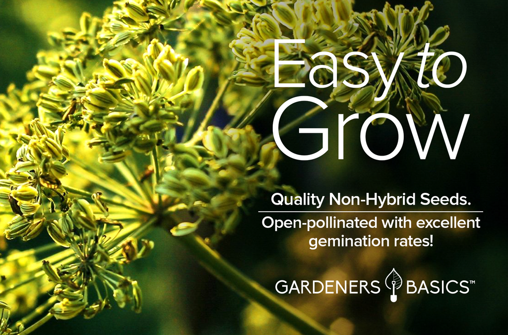 Non-GMO Cumin Seeds: Savor the Taste of Your Own Harvest