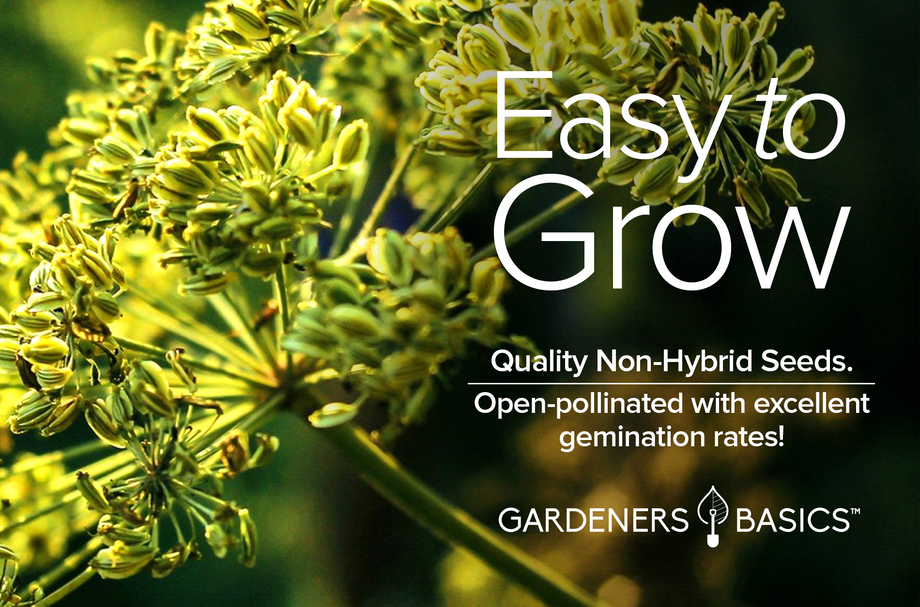 Cumin Seeds For Sale: Add a World of Flavor to Your Garden and Kitchen –  Gardeners Basics