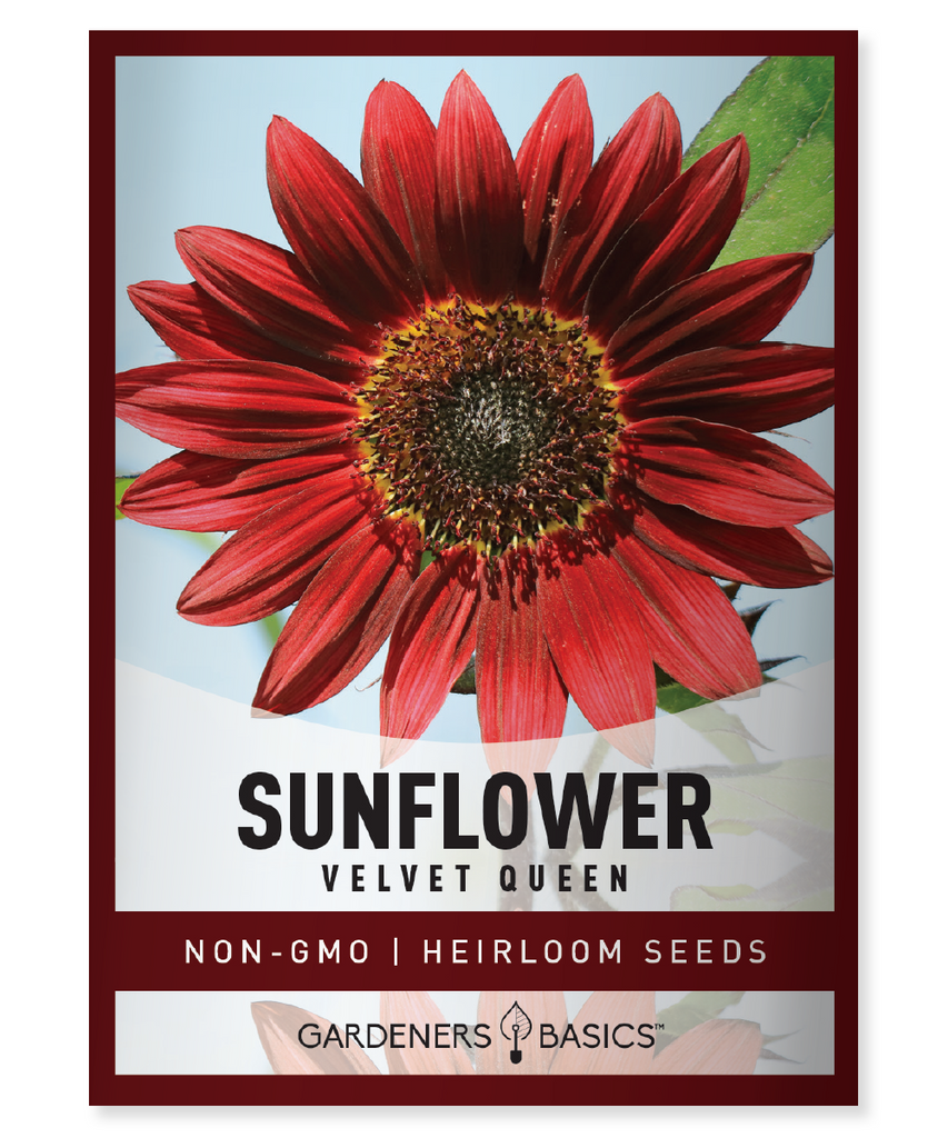 Velvet Queen Sunflower Seeds, Helianthus annuus, red sunflowers, sunflower seeds for planting, annual flowers, full sun plants, pollinator plants, garden borders, summer blooms, tall sunflowers, cut flowers, bee-friendly plants, russet red petals, purple-brown center, Velvet Queen sunflowers