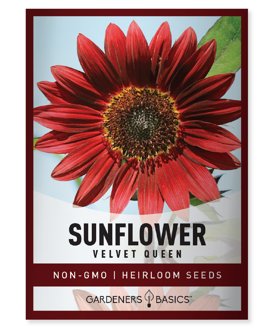 sunflower seeds to plant for sale Velvet Queen Sunflower Seeds for Sale Stunning Addition to Your Garden –  Gardeners Basics