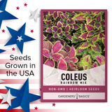 Coleus Rainbow Mix Seeds: Breathtaking Foliage for Your Landscape
