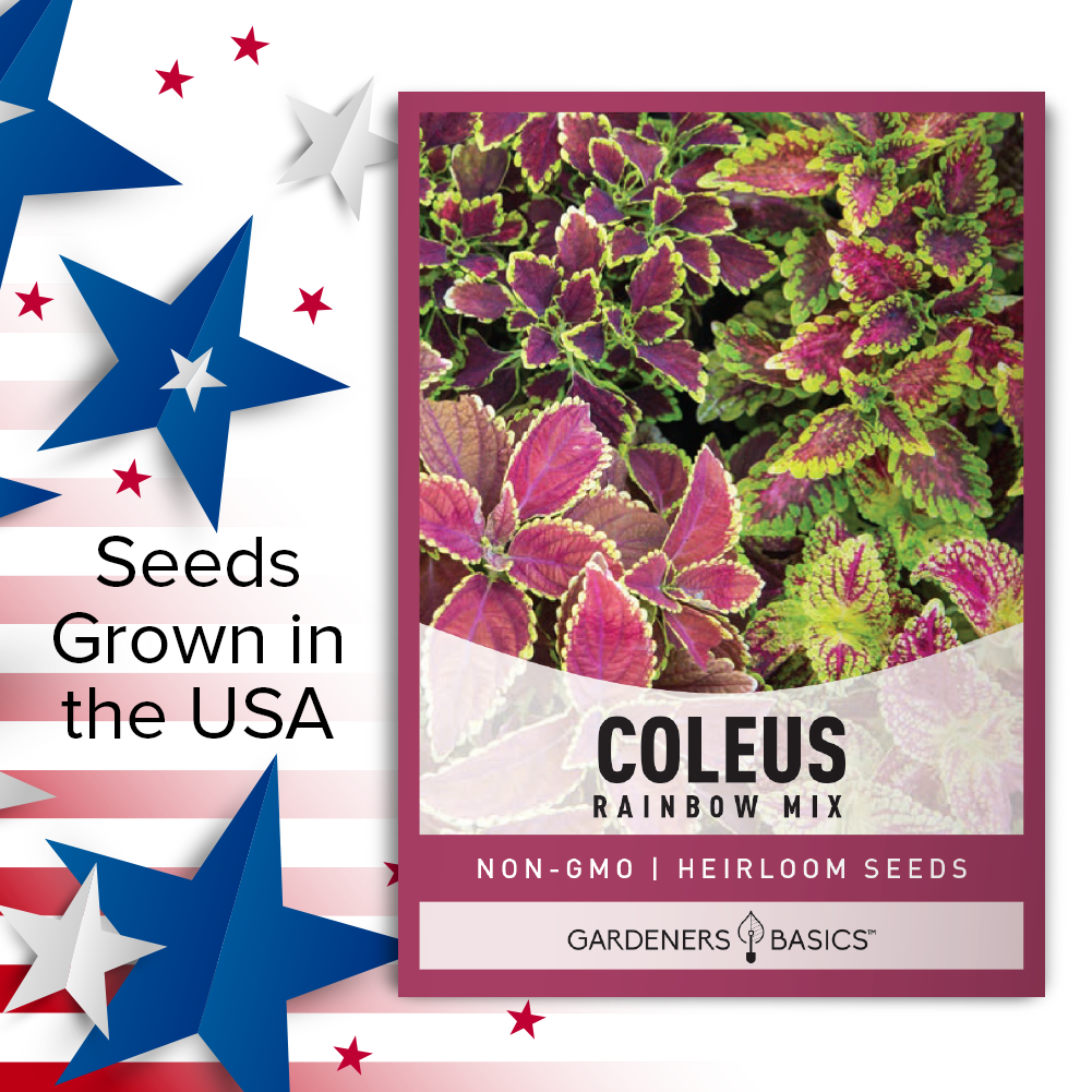 Coleus Rainbow Mix Seeds: Breathtaking Foliage for Your Landscape