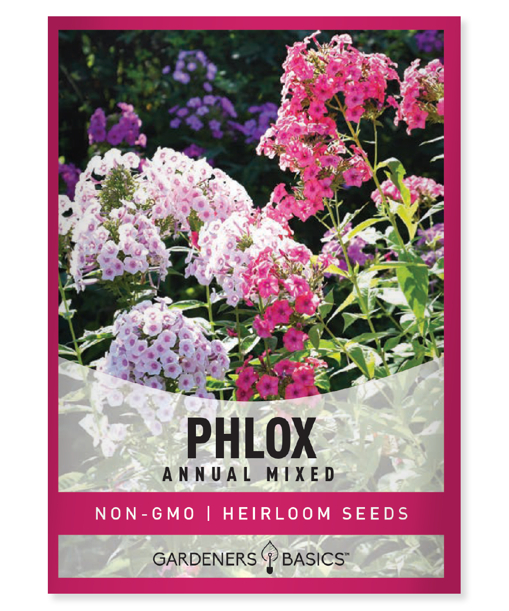 Mixed Phlox Flower Seeds For Sale Vibrant Phlox in a Rainbow of Colors
