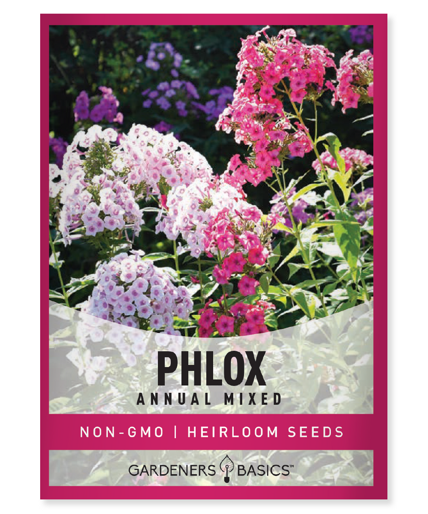 Mixed Phlox Flower Seeds, Phlox Drummondii, Annual Phlox, Colorful Garden, Texas Native Flowers, Planting Flower Seeds, Vibrant Blooms, Full Sun Flowers, Border Flowers, Wildflower Mixtures, Garden Transformation, Fall Blooming Flowers, Summer Blooms, Attract Pollinators, Self-Sowing Flowers