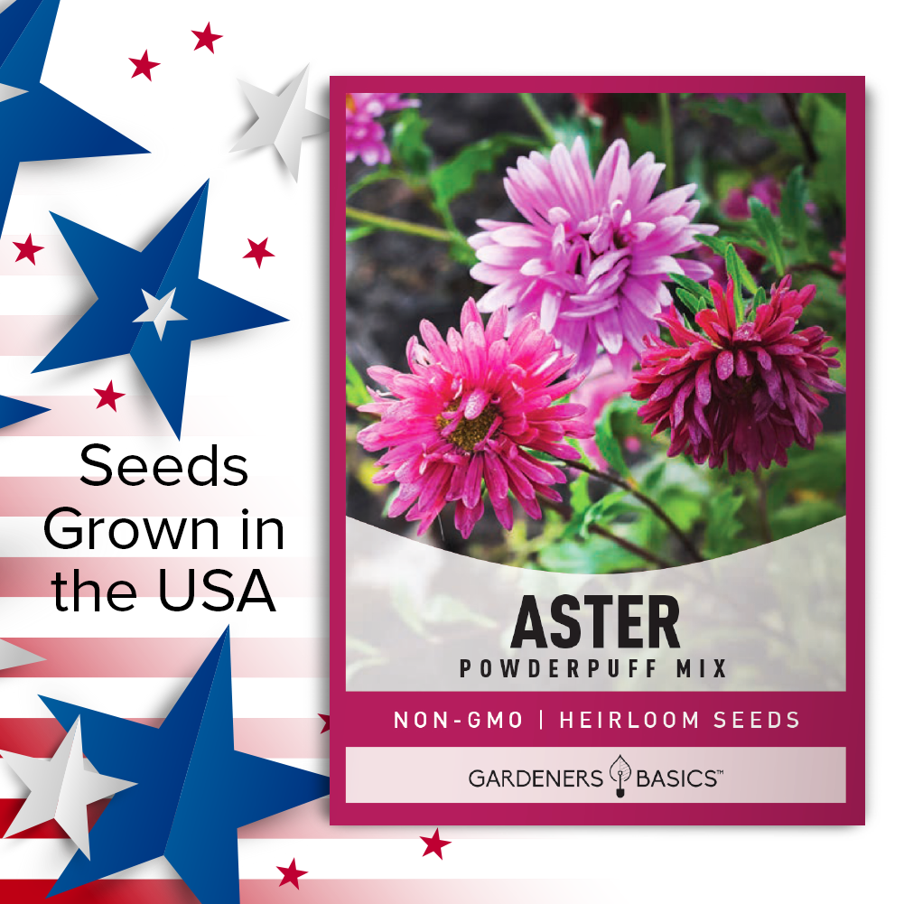 buying flower seeds from china Powder Puff China Aster Seed For Sale Buy Online From Gardeners Basics