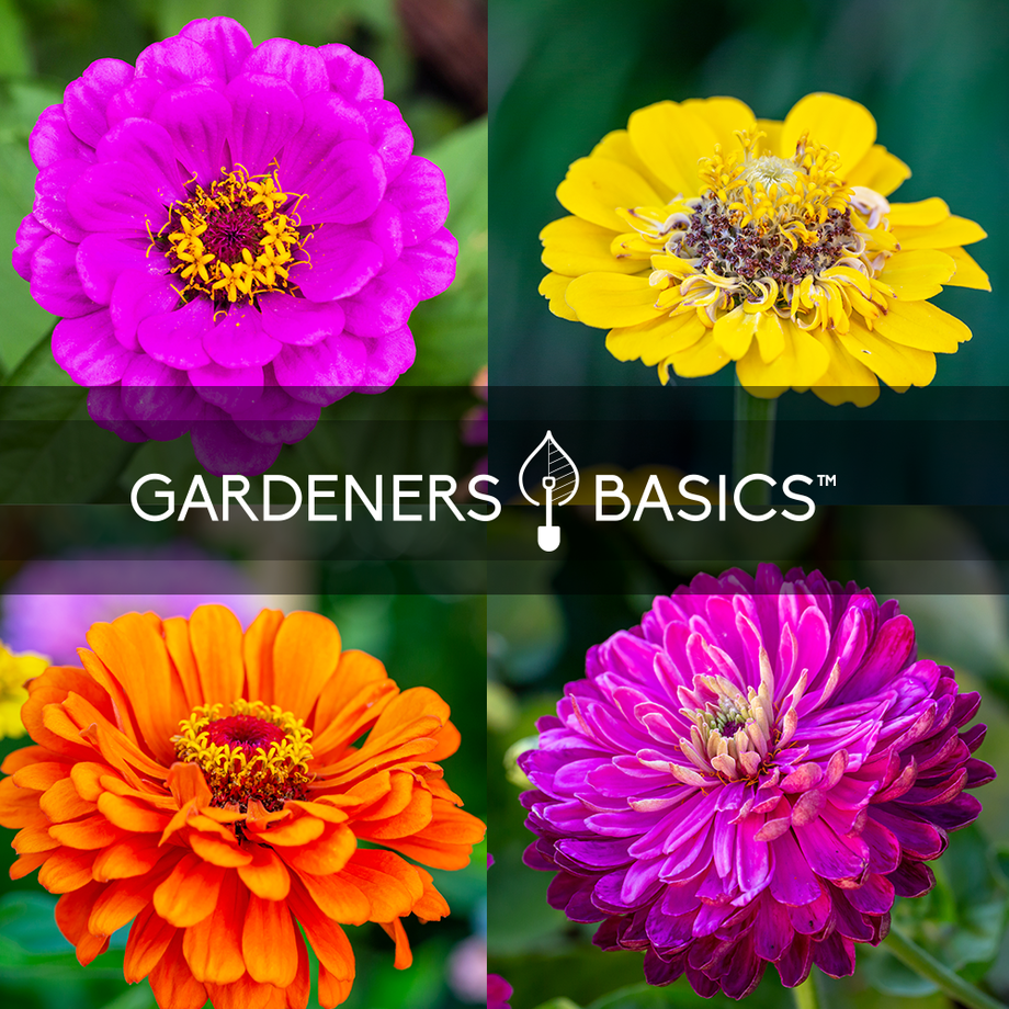 5g mixed zinnia flower seed easy to grow plant Gardeners Basics, Zinnia Seeds for Planting Outdoors Flower Seeds (5 Variety Pack) Thumbelina, Lilliput, Envy, Purple Prince and Pompon Varieties