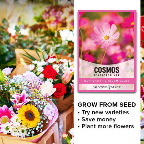 Fall Blooming Flowers: Cosmos Sensation Mix Seeds