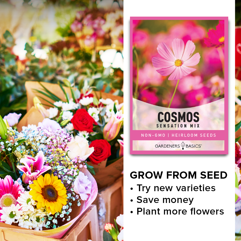 Fall Blooming Flowers: Cosmos Sensation Mix Seeds