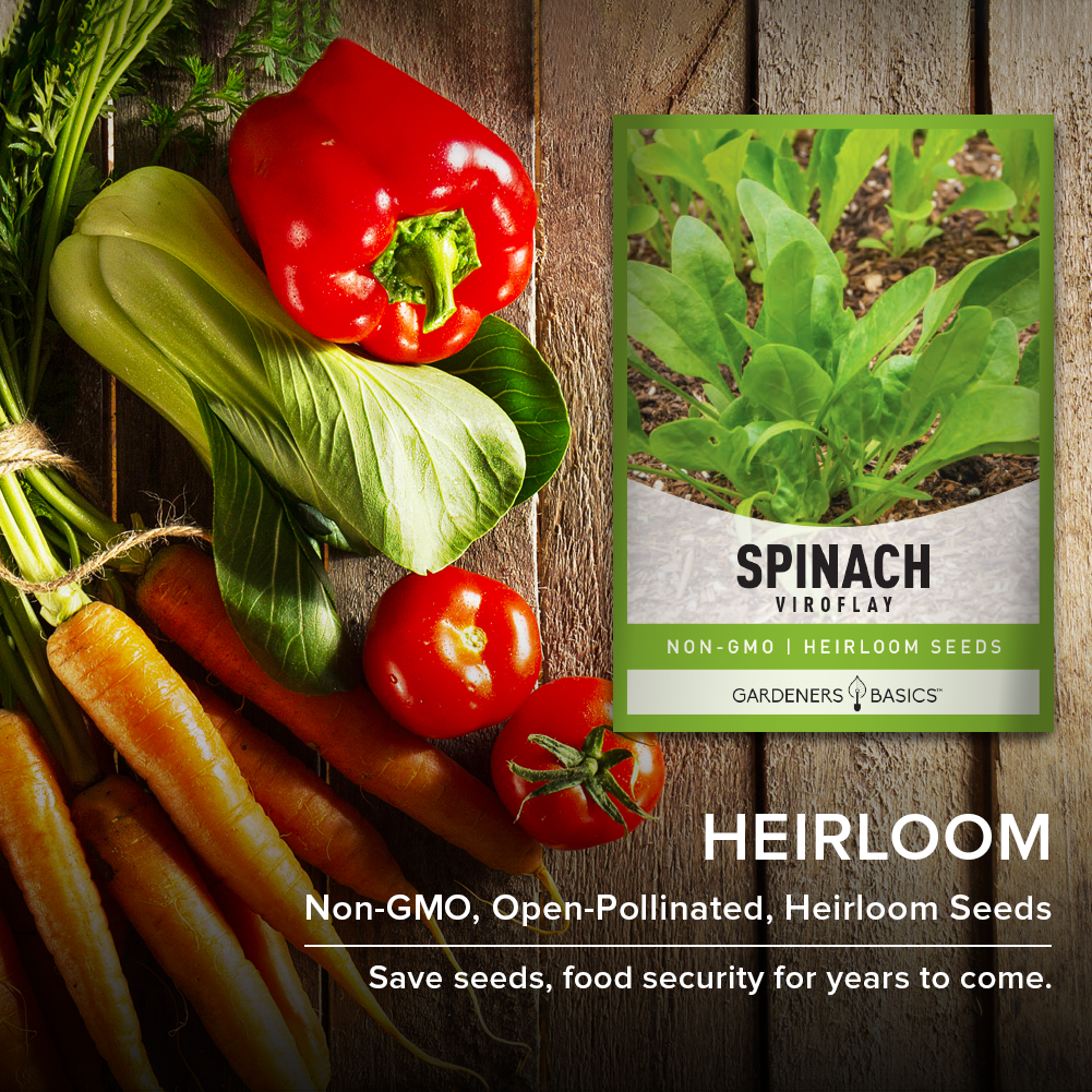 Reap the Health Benefits of Planting Viroflay Spinach Seeds