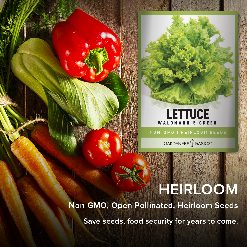 Cultivate a Healthy Lifestyle with Waldmann's Green Leaf Lettuce Seeds