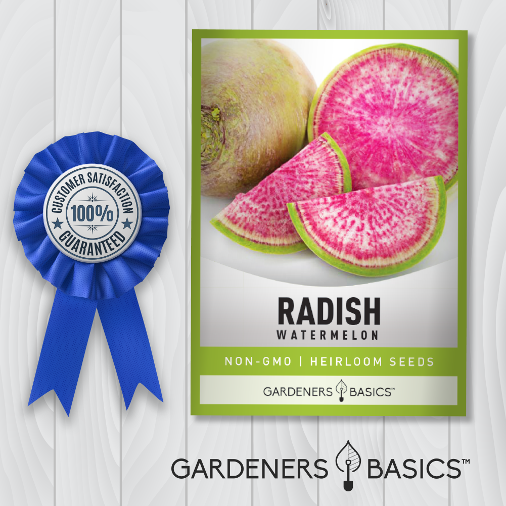 Watermelon Radish Seeds: Perfect for Home Gardens & Urban Farming