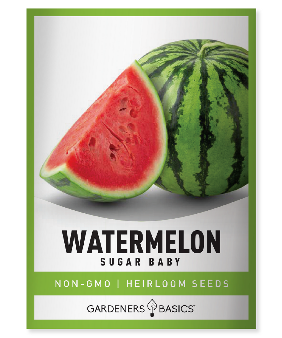 watermelon seeds to plant Heirloom Sugar Baby Watermelon Seeds