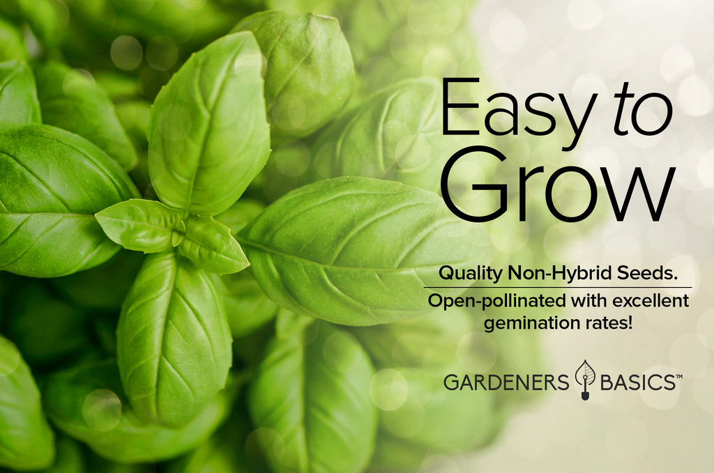 Discover the Fascinating History and Cultural Significance of Lemon Basil Seeds