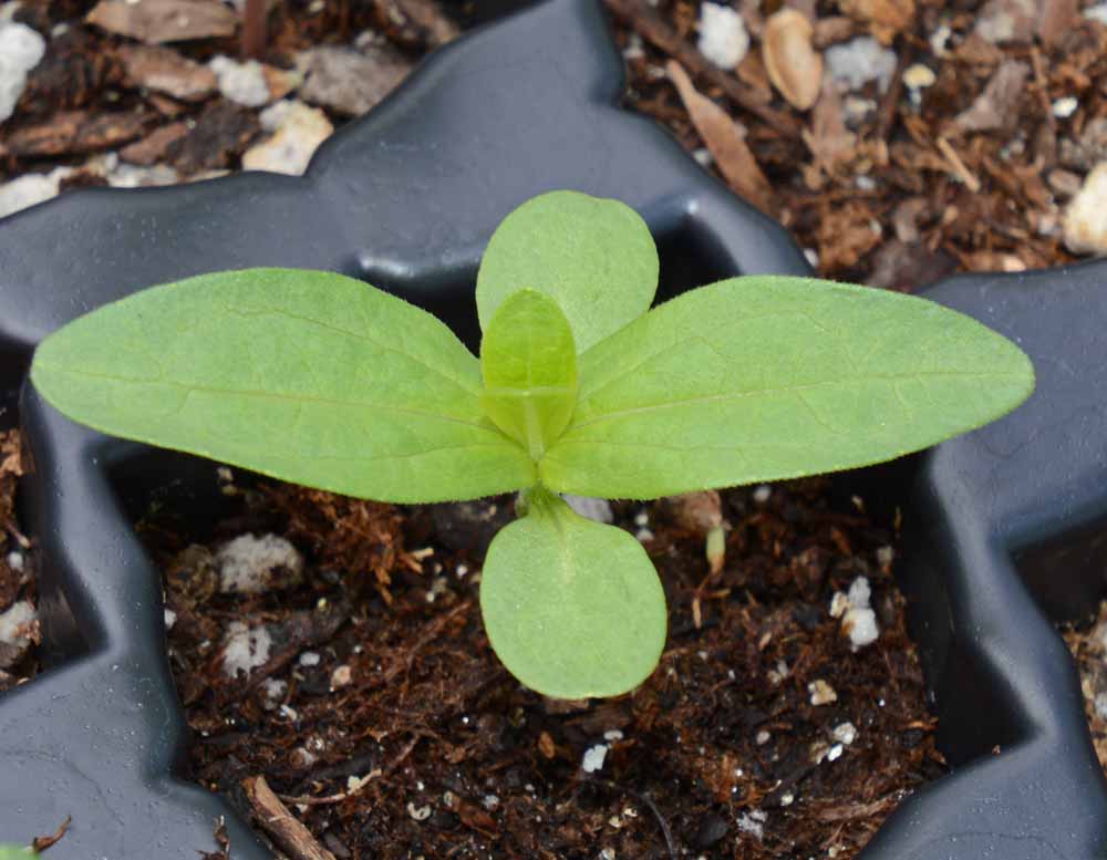 Create a Butterfly Haven with Zinnia California Giants Mix