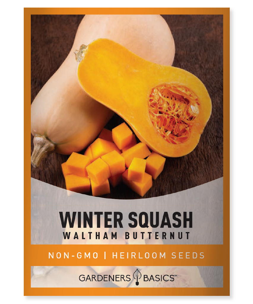 Waltham Butternut Winter Squash Seeds For Planting Non-GMO Seeds For Home Vegetable Garden