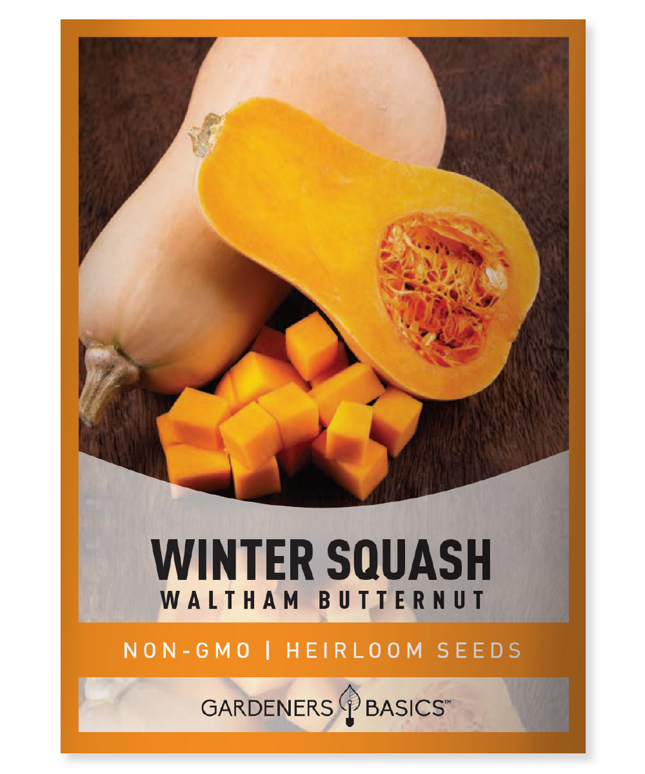 butternut squash seeds for planting Waltham Butternut Winter Squash Seeds Are a Must-Have for Your Garden – Gardeners Basics