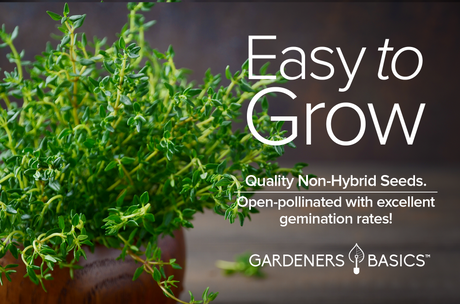 Grow Winter Thyme Seeds: A Guide to a Fresh Herb Harvest