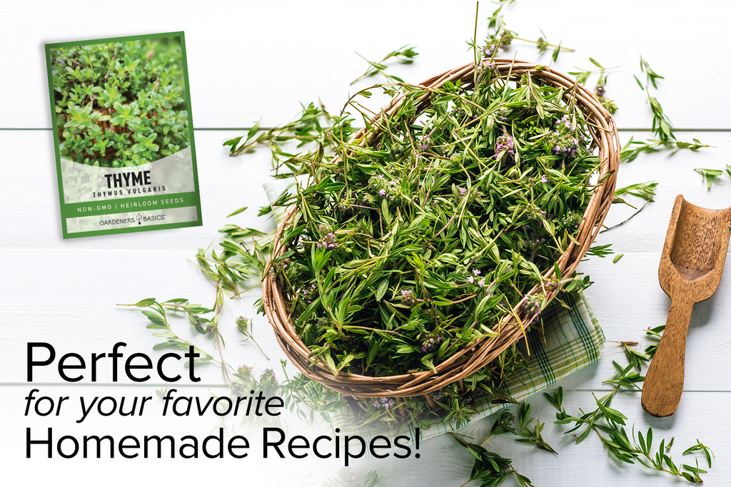 The Benefits of Winter Thyme Seeds: Health and Culinary Uses