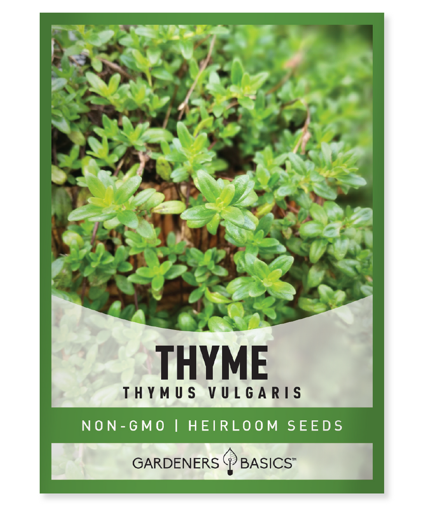 Winter Thyme Thyme Seeds Herb Gardening Culinary Herbs Indoor Gardening Outdoor Gardening Aromatic Herbs Flavorful Herbs Herb Harvesting Health Benefits Fresh Herbs Versatile Herbs Cold Climate Gardening Cooking with Thyme Herb Collection