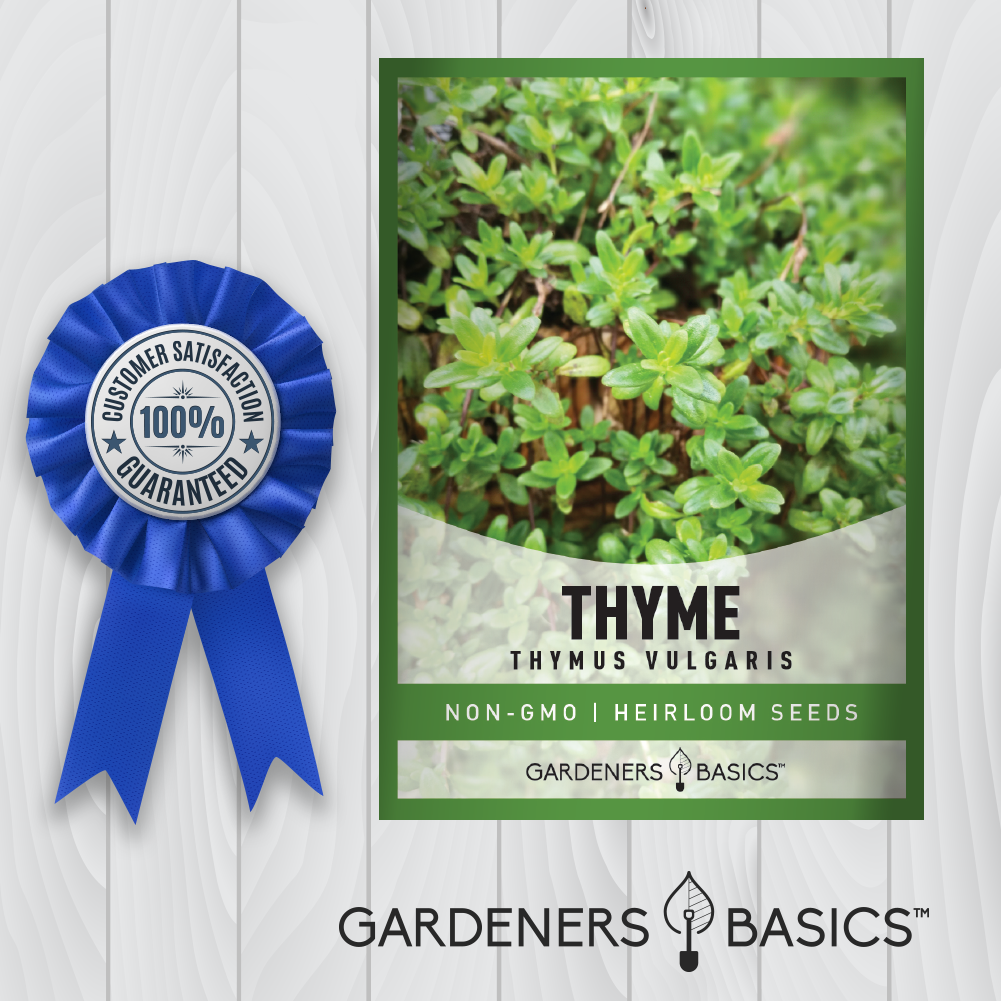 The Top Reasons to Grow Winter Thyme Seeds