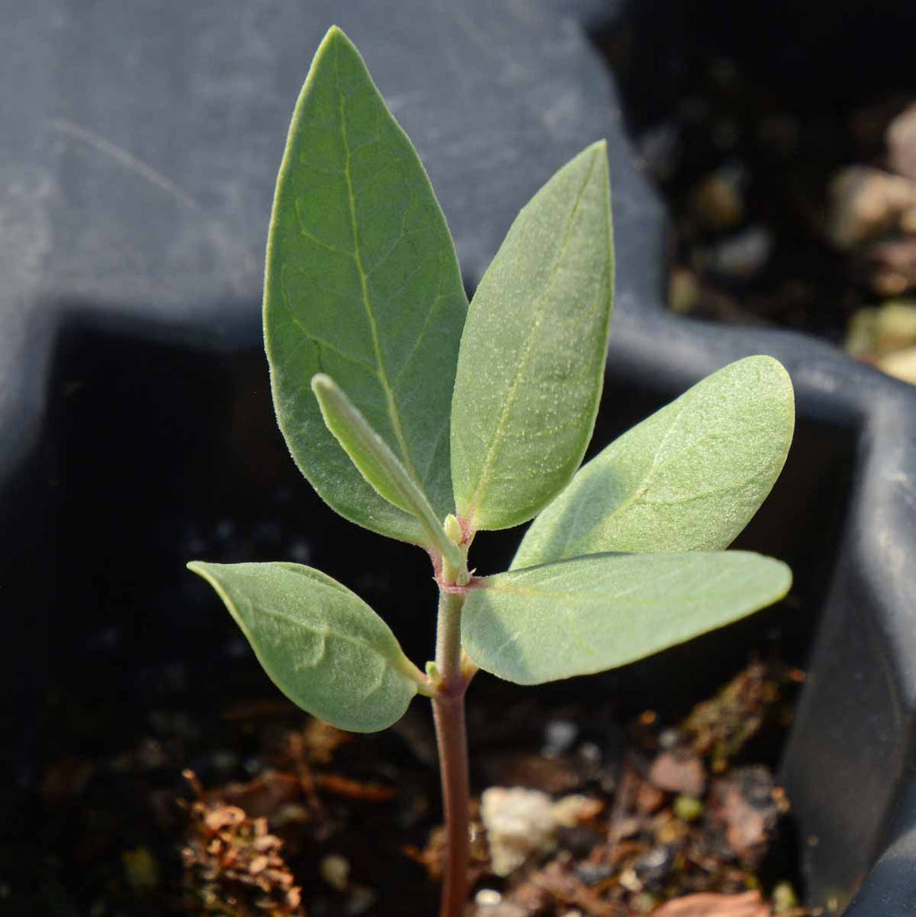 Xeriscaping with Native Plants: The Benefits of Broadleaf Milkweed