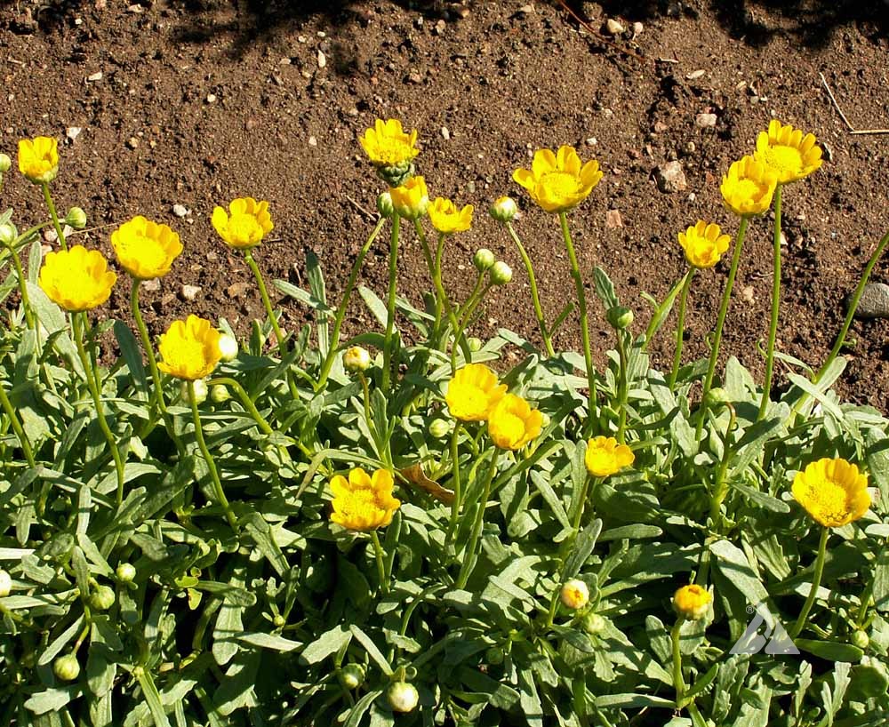 Bring a Splash of Sunshine to Your Landscape with Yellow Daisy