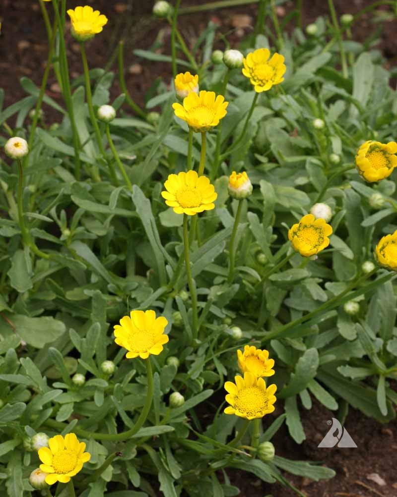 Discover the Adaptable Beauty of Yellow Daisy