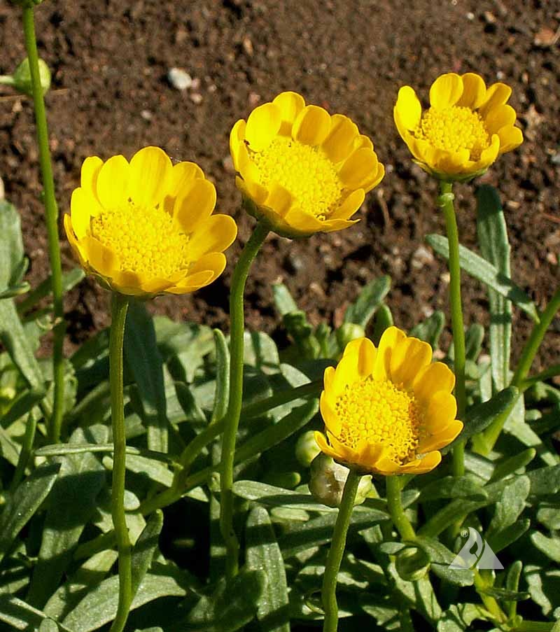 Brighten up your Garden with Vibrant Yellow Daisy