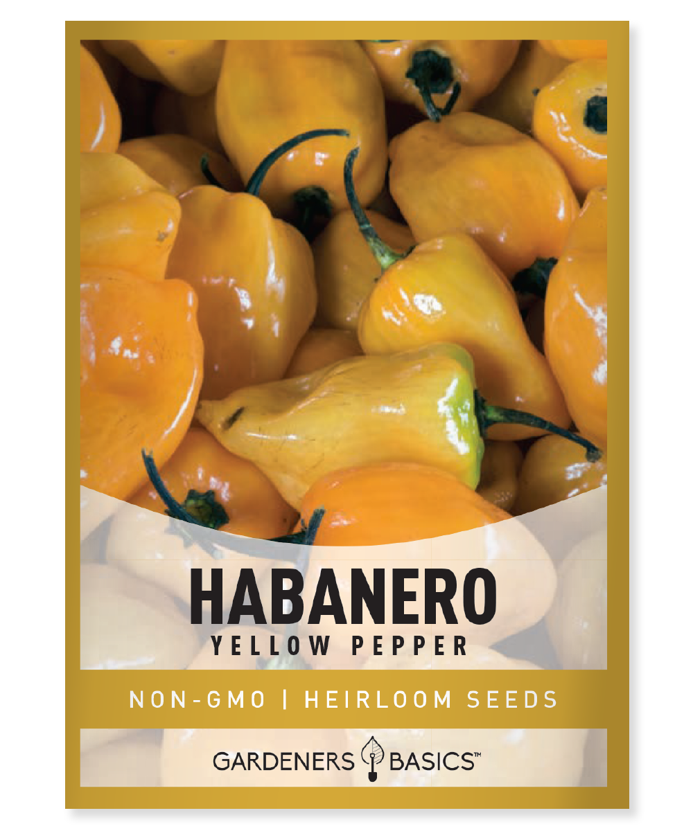 Yellow Habanero Pepper Seeds Hot Pepper Seeds Pepper Seeds Habanero Pepper Benefits Habanero Pepper Health Benefits How to Grow Habanero Peppers Best Habanero Pepper Seeds Habanero Pepper Planting Tips Habanero Pepper Harvesting Where to Buy Habanero Pepper Seeds