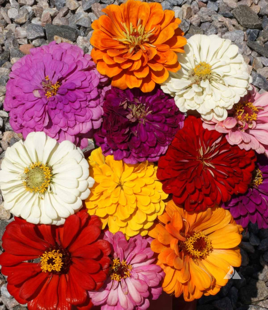 Brighten Up Your Garden with Zinnia California Giants Mix