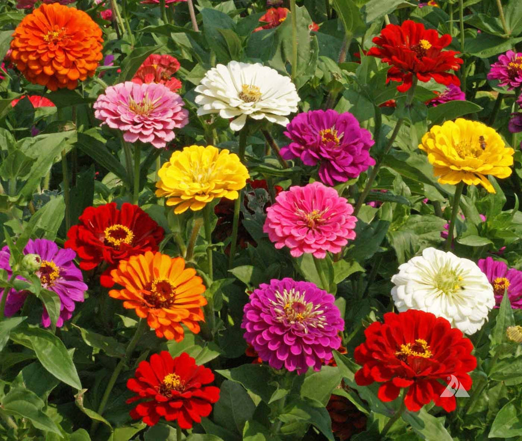 Add a Pop of Color to Your Yard with Zinnia California Giants Mix