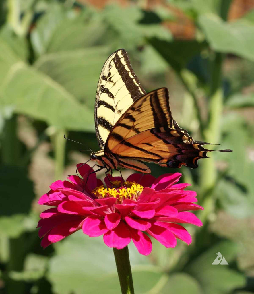 Why Zinnia California Giants Mix is a Gardener's Favorite