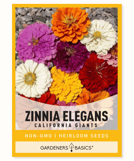 Zinnia California Giants Mix Annual flowers Pink, purple, red, orange, white, and yellow flowers Semi-double to fully double blooms Flat petals Fast-growing Long-blooming Native to Mexico Cut flowers Pollinator plantings Butterflies Full sun Dry to moderate moisture Bloom period Zinnia elegans