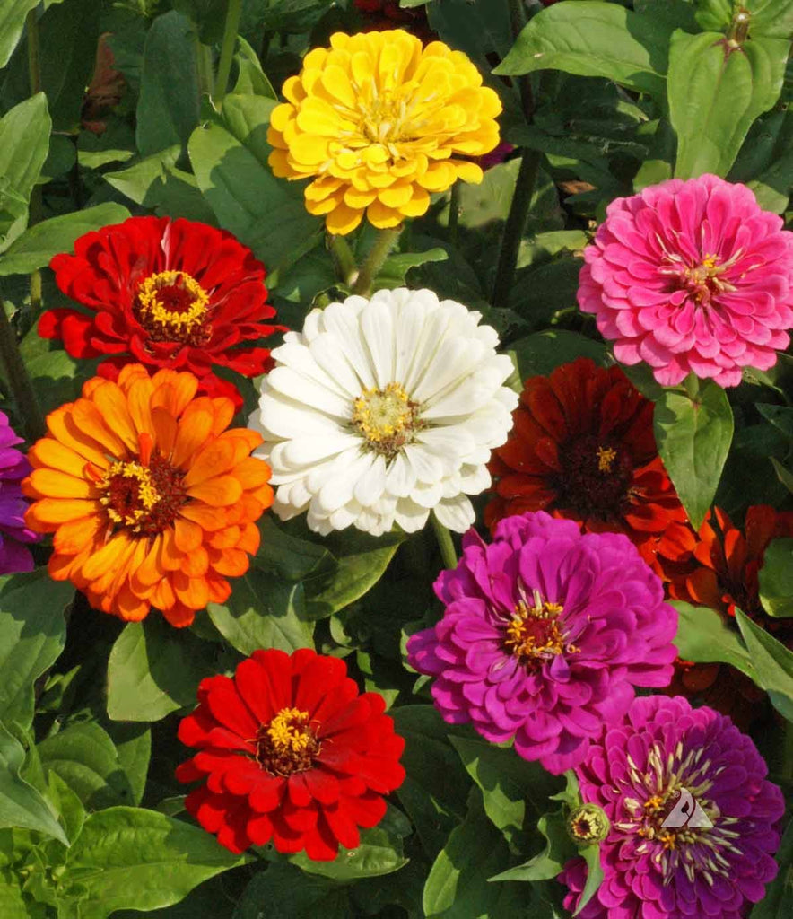 How to Create a Stunning Garden with Zinnia California Giants Mix