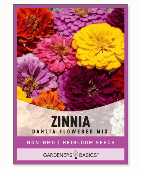 Zinnia Dahlia Flowered Mix Fully double flowers 4-5 inch wide blooms Mexican native Fast-growing Long-blooming Mixed colors Annual Full sun Dry and moderate moisture conditions Cut flowers Pollinator plantings Butterflies Fall blooming Summer blooming
