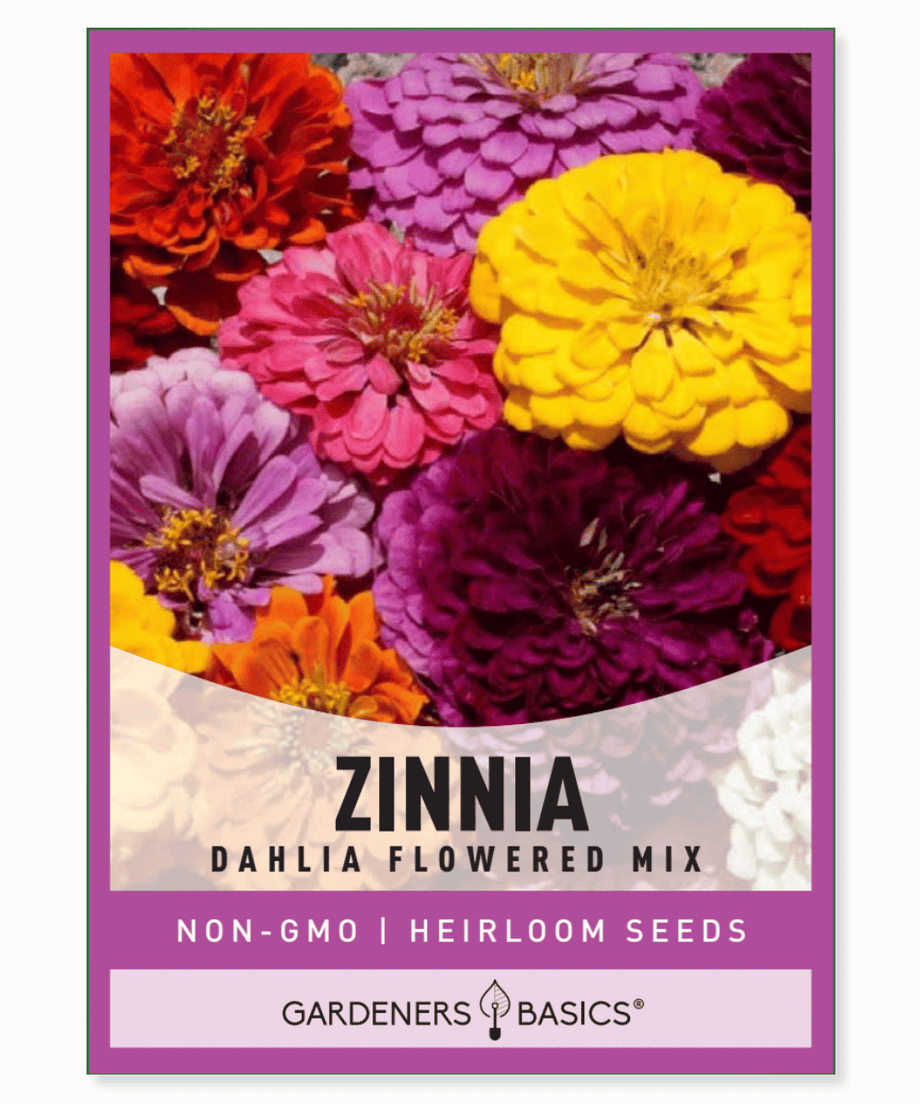 Zinnia Dahlia Flowered Mix Seeds For Sale Online  Gardeners Basics
