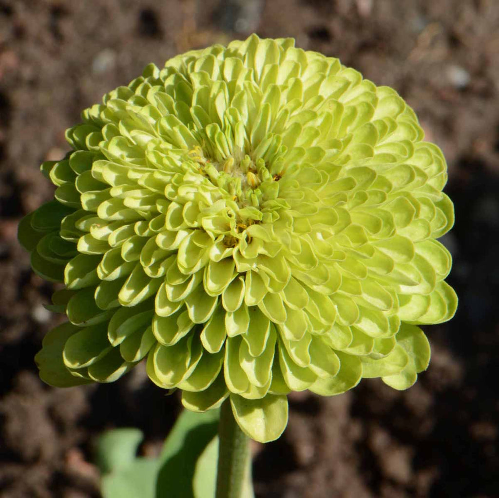 The Benefits of Adding Zinnia Envy to Your Landscape Design