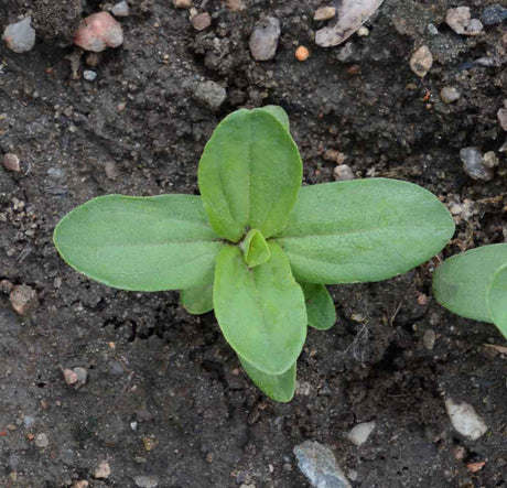 The Versatility of Zinnia Envy: From Cut Flowers to Pollinator Plantings