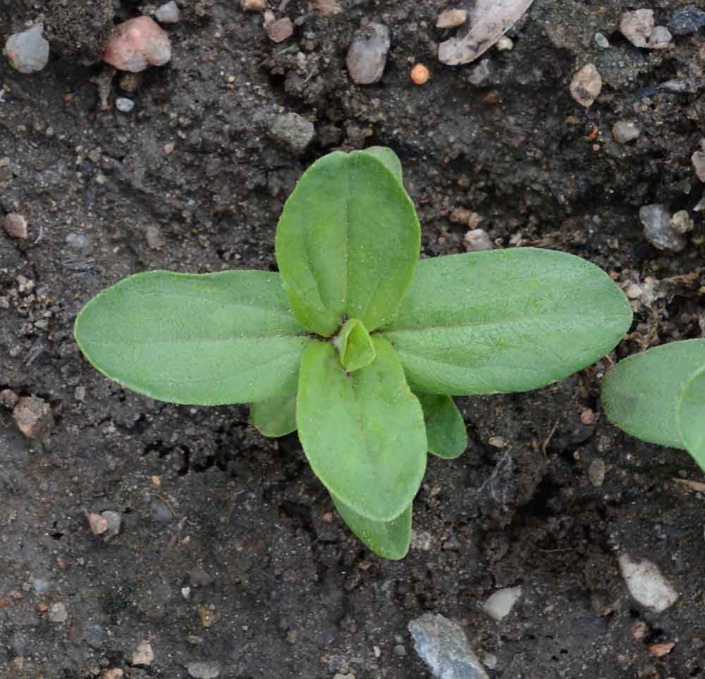 The Versatility of Zinnia Envy: From Cut Flowers to Pollinator Plantings