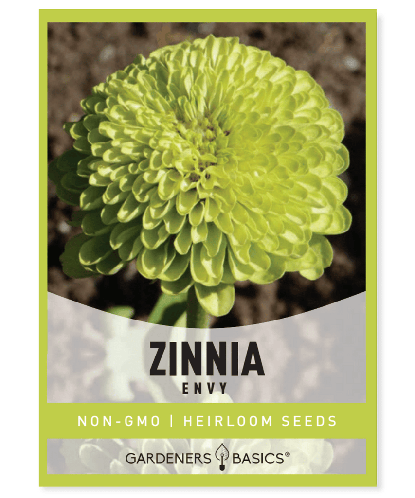 Zinnia Envy Chartreuse green Bodger Seed Zinnia elegans Mexico Fast-growing Long-blooming Annual Cut flowers Pollinator plantings Butterflies Full sun Dry Moderate moisture Height 30-40 inches Bloom period: summer, fall