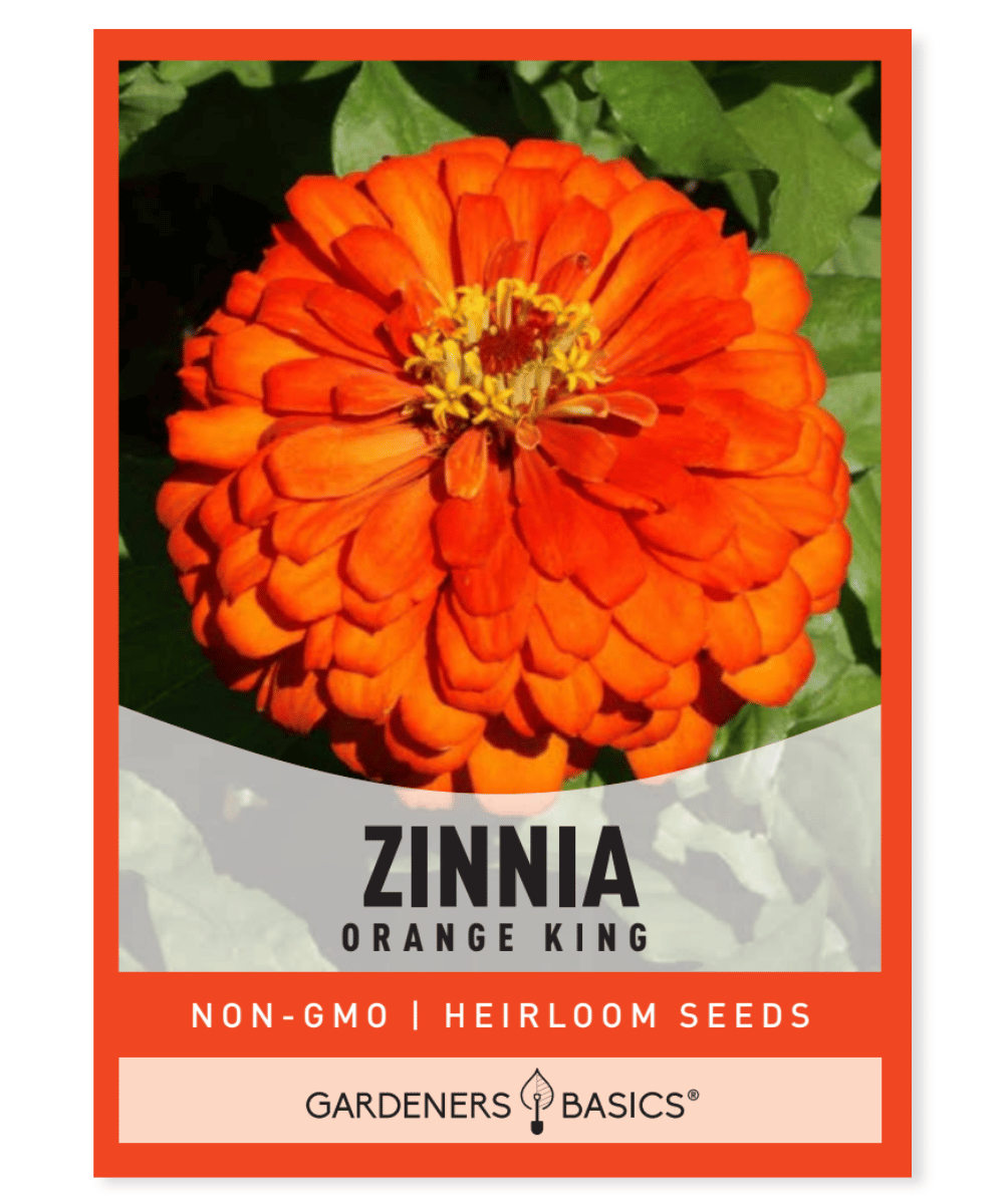 kings flower seeds Zinnia Orange King Seeds For Sale At Gardeners Basics