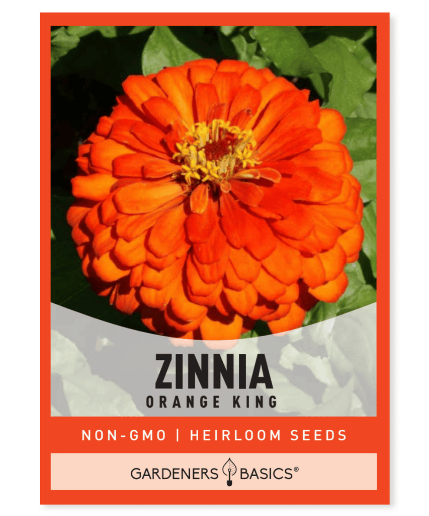 Zinnia Orange King Dark orange flowers Native to Mexico Fast-growing Long-blooming Cut flowers Pollinator plantings Butterflies Full sun Moderate to dry moisture Height: 30-40 inches Annual Fall blooming flowers Summer blooming flowers Garden Flower bed Bold color Exotic Flower arranging Seed to flower